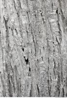 tree bark 0017